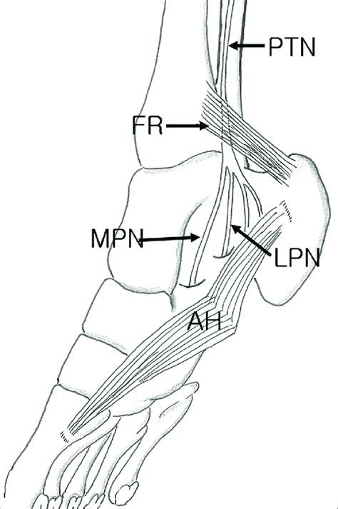 Diagram Of Posterior Tibial Nerve Passage At Tarsal Tunnel Posterior