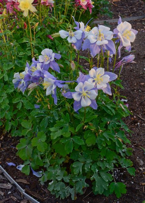 Here are 10 best perennials for shade. Perennial Flowers for Shade Gardens | HGTV