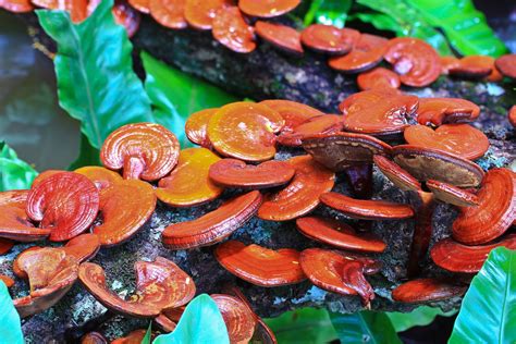Reishi Mushrooms The Secret Of Longevity And Immortality