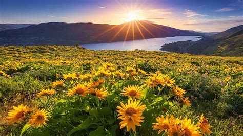 Columbia River Gorge Oregon Sky Sun Sunset Wildflowers Landscape