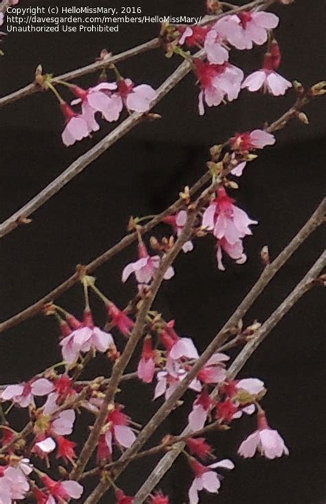 Plant Identification Closed Pink Flowering Tree 1 By Hellomissmary