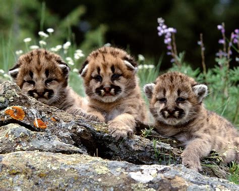 cougar cubs image abyss