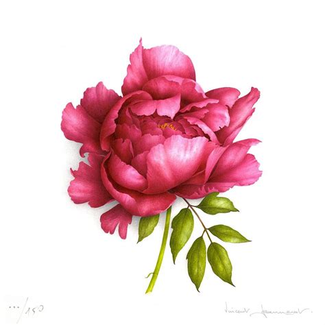 Vincent Jeanerot Red Peony Print Store Vincent Jeannerot