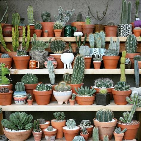 Best Cactus Collection Happy To See My Ceramic Planters In It Via