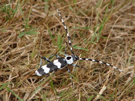 Black And White Striped Bug Rosalia Funebris Bugguidenet
