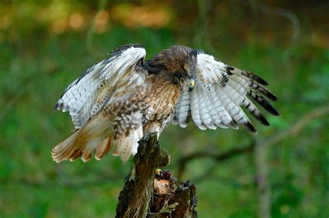 Hawks In Colorado 9 Birds Of Prey Species To Behold