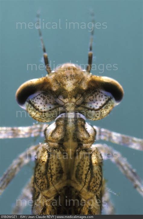 Stock Image Photomicrograph Of A Dragonfly Nymph Anterior Calopteryx
