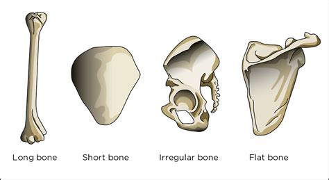Bone Types Illustration Used In Gr 4 6 Natural Sciences An Flickr