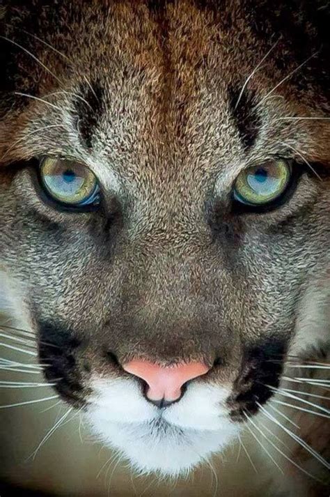 Cougar Eyes Eyes Have It Pinterest