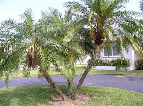 Dwarf Palm Trees In Florida Mitsuko Ferraro