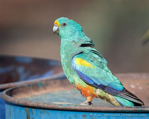 Exquisite Mulga Parrot Lirralirra