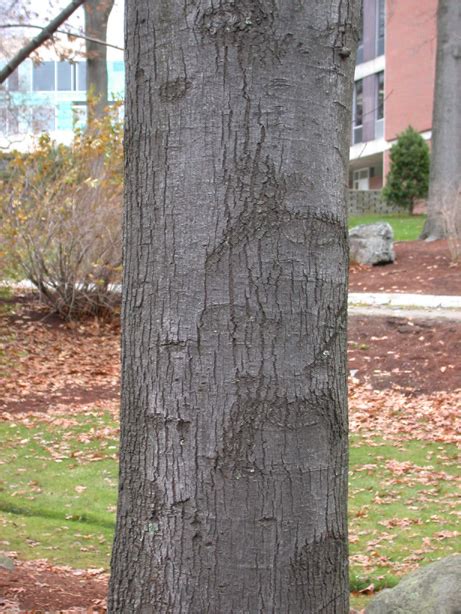 Bark Of Red Maple