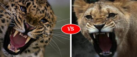 Leopard Vs Lion Fight Comparison Who Will Win Leopard Animal Facts