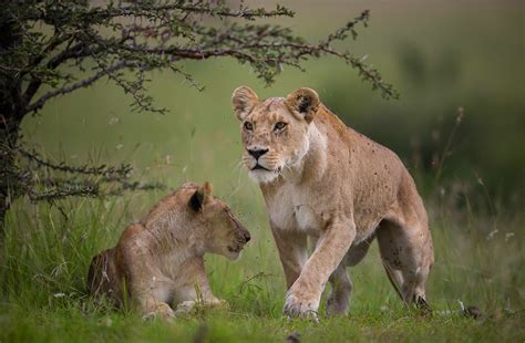 14 lions captured outside Serengeti