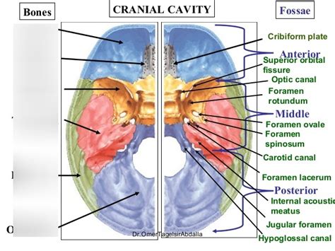 Cranial Cavity Anatomy Diagram Quizlet