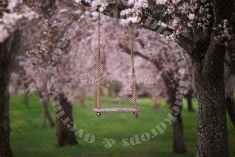 Cherry Tree Blossoms Orchard Swing In Spring Tree Tree Etsy