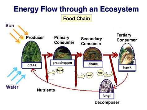 Ppt Energy Flow And Nutrient Cycle Powerpoint Presentation Free
