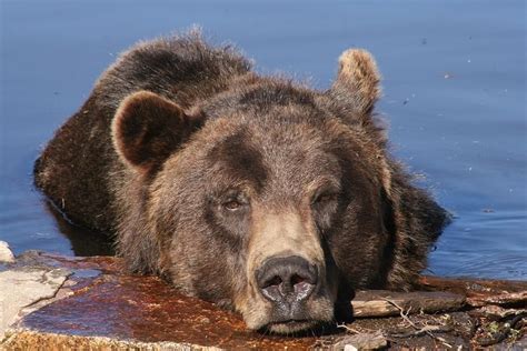 Grizzly Bear In Water By Mick Barratt In 2021 Grizzly Bear Rhino
