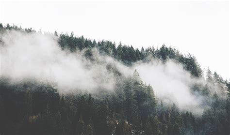 Top 999 Foggy Forest Wallpaper Full Hd 4k Free To Use