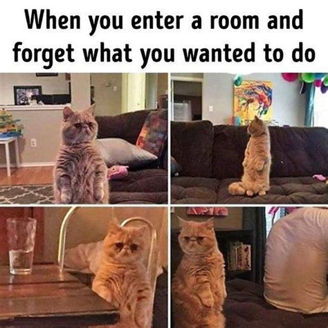Cutesypooh Funny Cat Memes Funny Relatable Memes Animal Memes