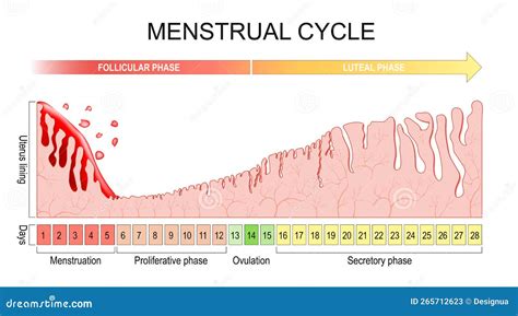 Menstrual Cycle Changes In The Endometrium During The Menstrual Cycle