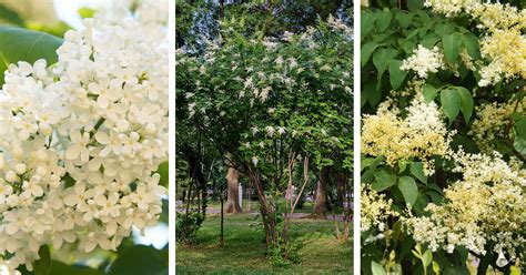 Japanese Lilac Tree Care How To Plant Grow And Help Them Thrive
