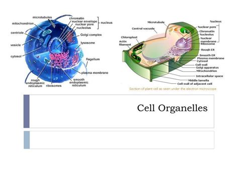 Ppt Cell Organelles Powerpoint Presentation Free Download Id2651561