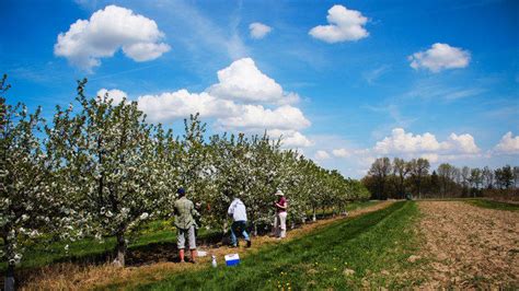 Usda Will Pay Michigan Cherry Farmers Wvpe