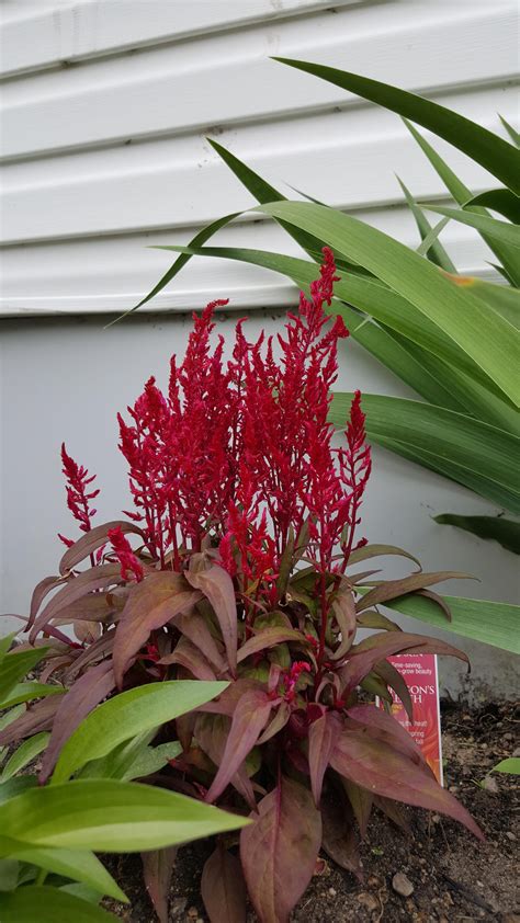 This Dragons Breath Is My Favorite Plant In My Garden The Color Is So