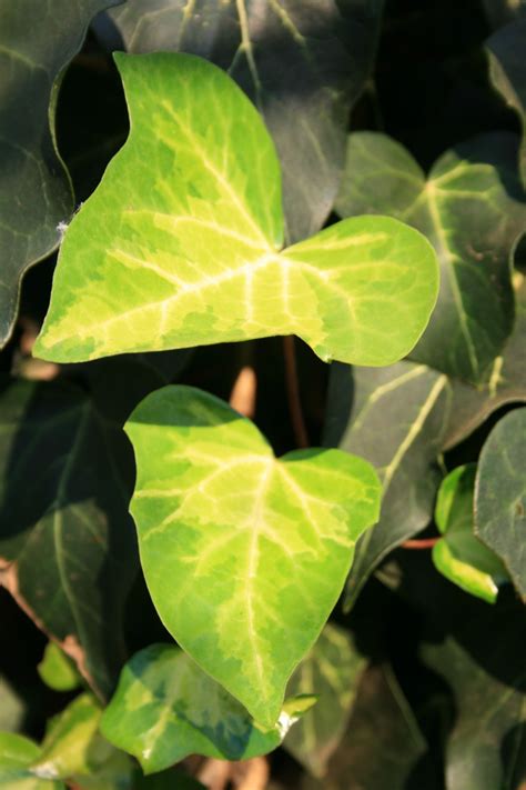 Bright Ivy Leaves Free Stock Photo Public Domain Pictures