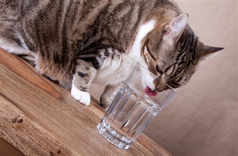 5 Ways Cats Are Weird About Water Catster