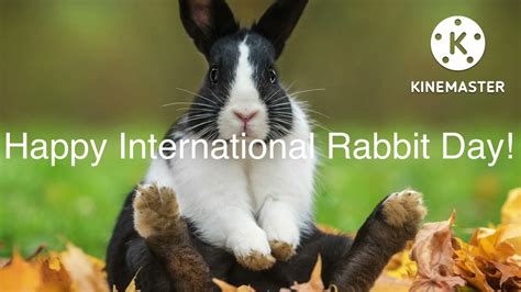 Happy International Rabbit Day Youtube