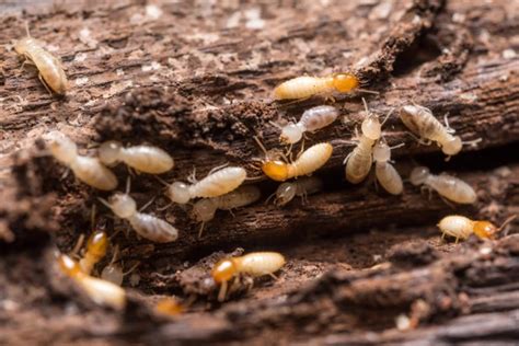 Are Flying Ants Termites Know The Difference Pest Control