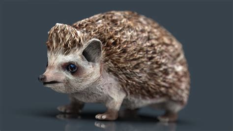 Hedgehog 3d Model By Sanchiesp