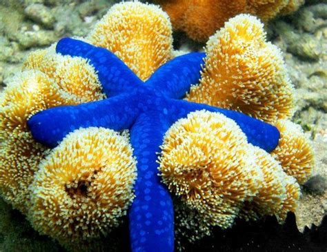 Interesting Facts About Pretty Starfish World Inside