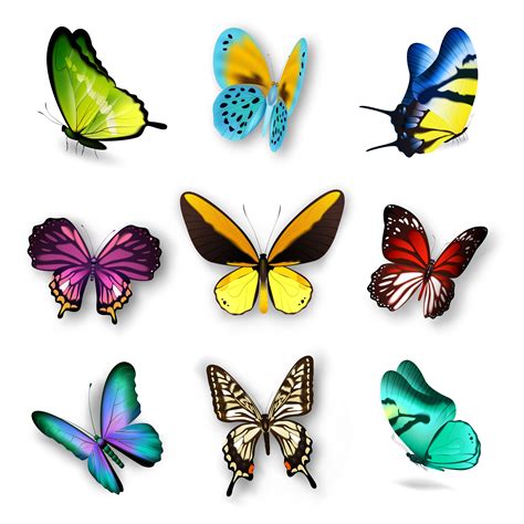 Realistic Butterfly Set 483838 Vector Art At Vecteezy