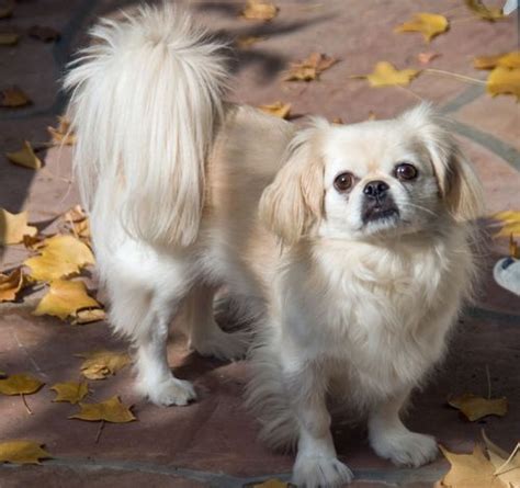 Pekingese Vs Japanese Chin Dog Breeds Best Small Dogs Best Small
