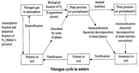 Ncert Solutions For Class 8 Science Chapter 2 Microorganisms Friend And