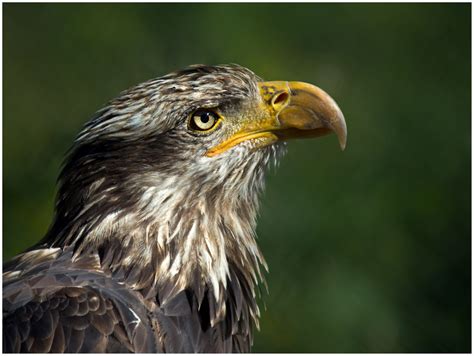 Fond d écran portrait faune oiseau de proie aigle Aigle chauve