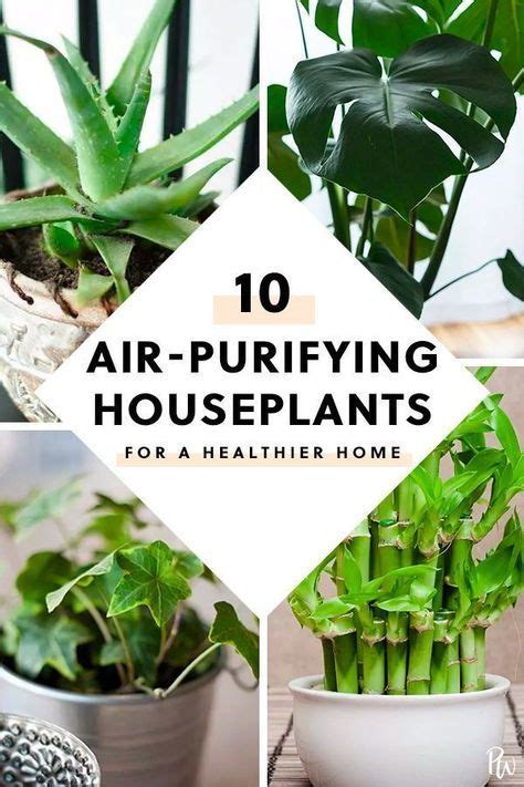 The 20 Best Air Purifying House Plants To Freshen Up Your Home Best
