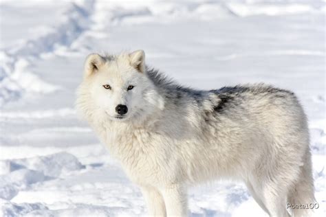 Arctic Wolf Canis Lupus Arctos By Poete100 Redbubble