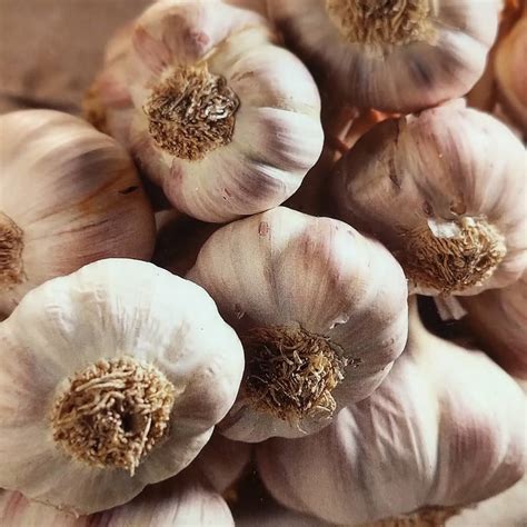 The rules of growing garlic outdoors care of plants | Photo and ...