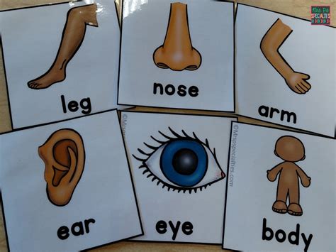 Hands On Activities To Teach About Body Parts · Mrs Ps Specialties