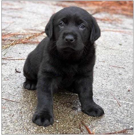 Maybe you would like to learn more about one of these? Meet Jake my black lab puppy. He 5 1/2 weeks old. | Lab puppy, Black lab puppies, Black lab