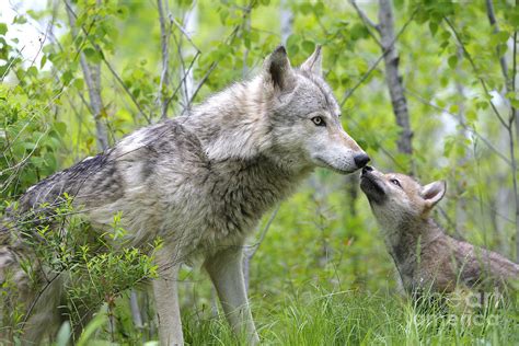 Gray Wolf With Cub Canis Lupus Photograph By M Watson Fine Art America