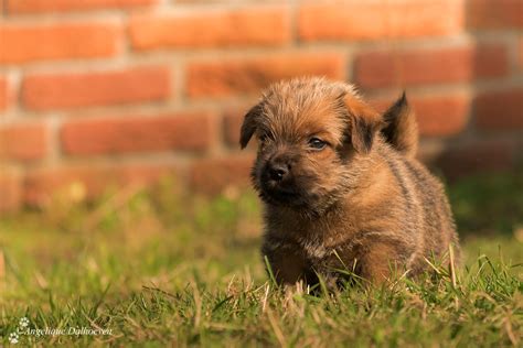 In the beginning, the norwich (ears up) and norfolk (ears down) were considered one breed. Pupinfo - Norfolk Terriër Club Nederland