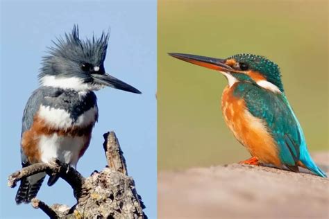 13 Types Of Kingfishers With Photos Bird Feeder Hub