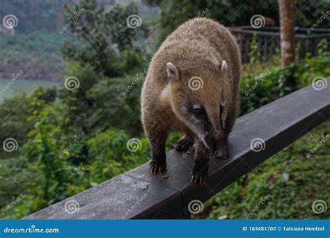 A Cute And Curious Wild Animal From The Raccoon Genus South American