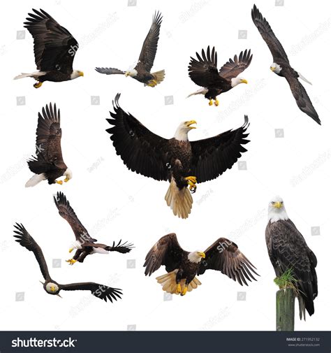 Bald Eagles Isolated On The White Background Stock Photo