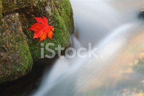 Leaf On A Rock Overgrown With Moss Stock Photo Royalty Free Freeimages